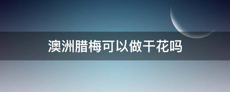 澳洲腊梅可以做干花吗 澳洲腊梅可以做干花吗?