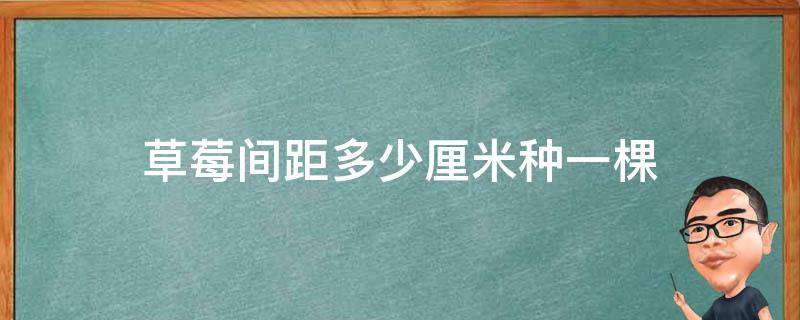 草莓间距多少厘米种一棵 草莓的株距多少厘米