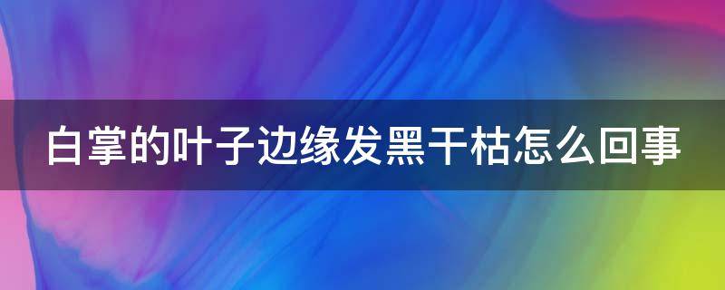 白掌的叶子边缘发黑干枯怎么回事（白掌的叶子边缘发黑干枯怎么回事呢）