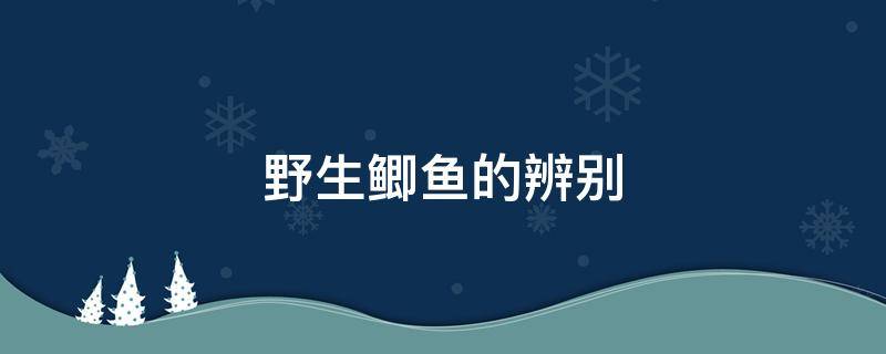 野生鲫鱼的辨别 鲫鱼怎么辨别野生