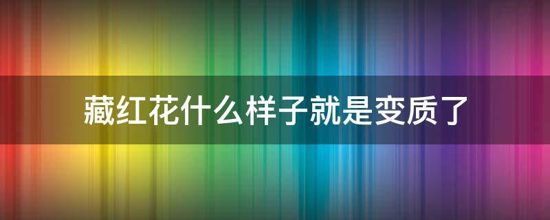 藏红花什么样子就是变质了（藏红花为什么会变色）