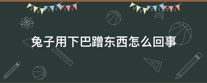 兔子用下巴蹭东西怎么回事 宠物兔用下巴蹭东西