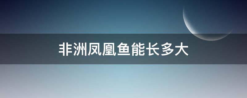 非洲凤凰鱼能长多大（非洲凤凰鱼怎么养）