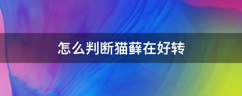 怎么判断猫藓在好转（怎么判断猫藓在好转图片）