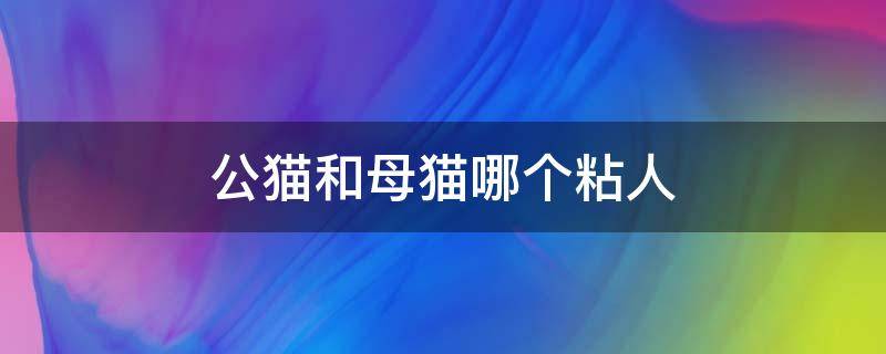 公猫和母猫哪个粘人 公猫和母猫哪个粘人一点