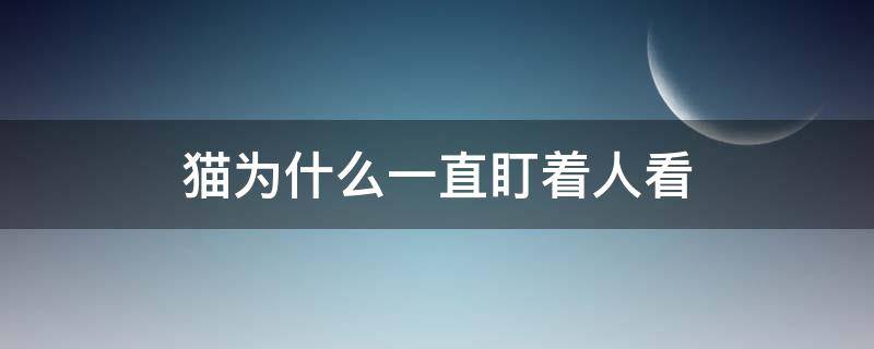 猫为什么一直盯着人看（猫咪为什么一直盯着人看）