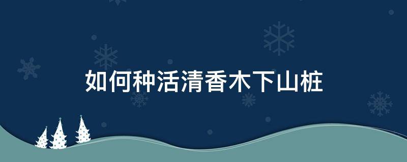 如何种活清香木下山桩（清香木下山桩冬天能种活吗）