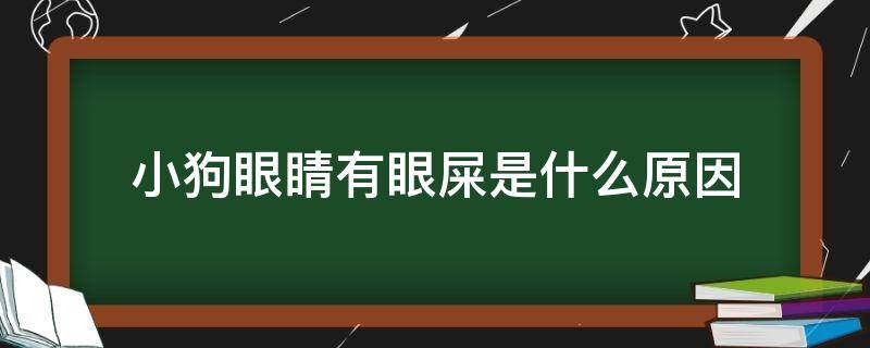 小狗眼睛有眼屎是什么原因（狗狗眼睛有眼屎是什么原因）