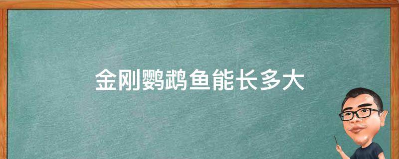 金刚鹦鹉鱼能长多大（金刚鹦鹉鱼养到多大才起头）