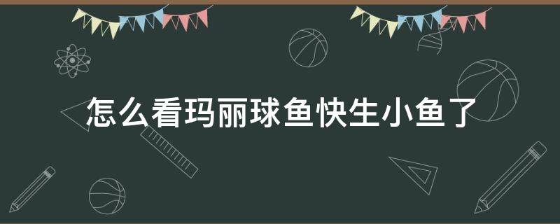 怎么看玛丽球鱼快生小鱼了（怎样知道玛丽球鱼快生了）