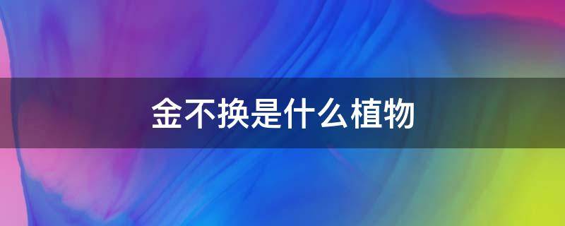 金不换是什么植物 潮汕金不换是什么植物