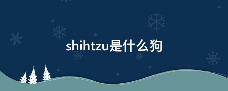 shihtzu是什么狗 maltese shihtzu是什么狗