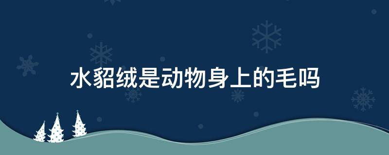 水貂绒是动物身上的毛吗 貂毛是什么动物身上的毛