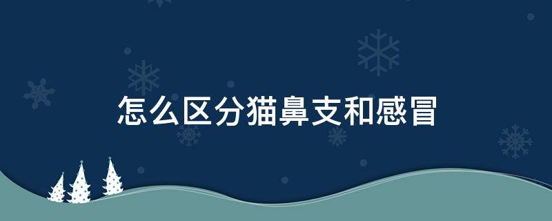 怎么区分猫鼻支和感冒（怎么区分猫鼻支和感冒流口水）