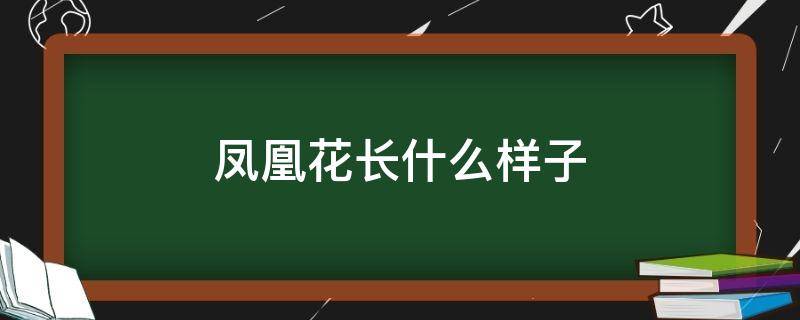 凤凰花长什么样子 凤凰花长什么样子图片