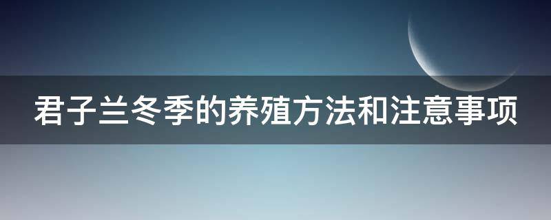 君子兰冬季的养殖方法和注意事项（君子兰冬季养护方法）