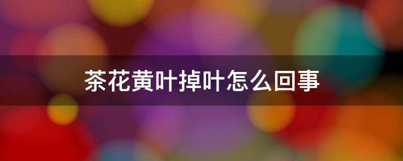 茶花黄叶掉叶怎么回事 茶花叶子发黄掉叶子是怎么回事