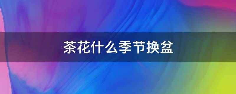 茶花什么季节换盆(茶花什么季节换盆合适)
