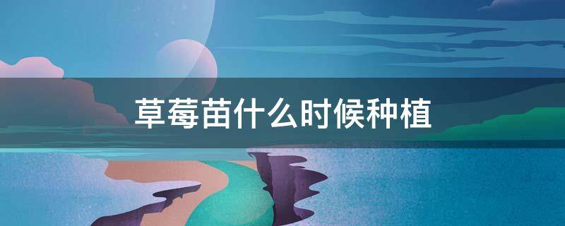 草莓苗什么时候种植（什么时候栽草莓苗）