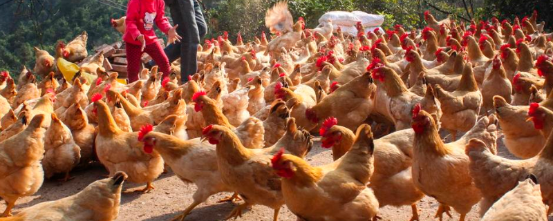 12月份养鸡异常补贴减少原因（养鸡补贴怎么办）