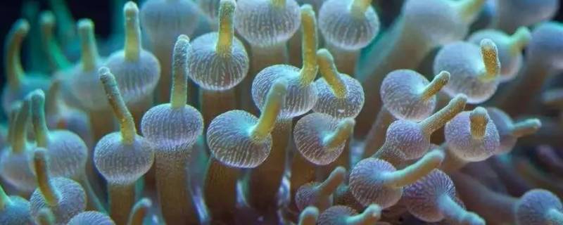 海葵奶嘴变面条的原因 奶嘴海葵为什么缩起来