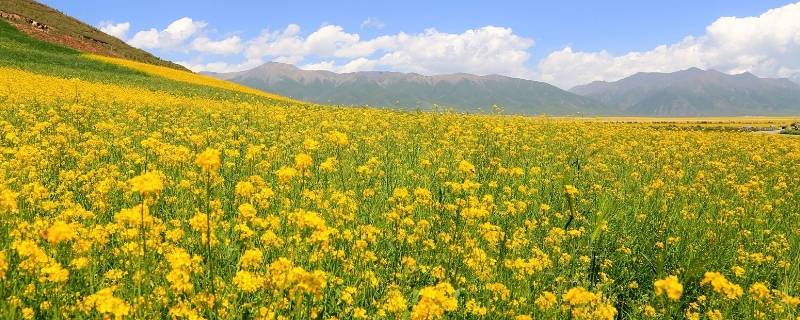 春季种植油菜花需要注意什么催熟还是排水