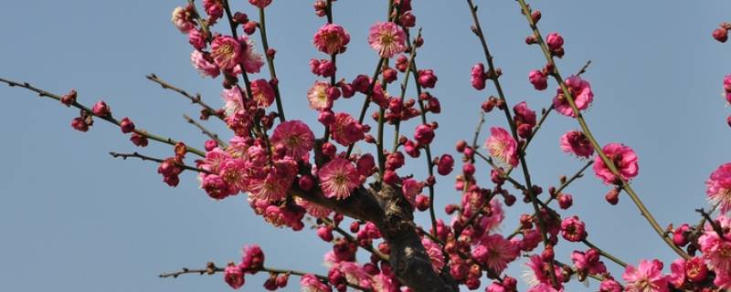 夏天梅花开是好兆头吗 梅花夏天开花是什么意思