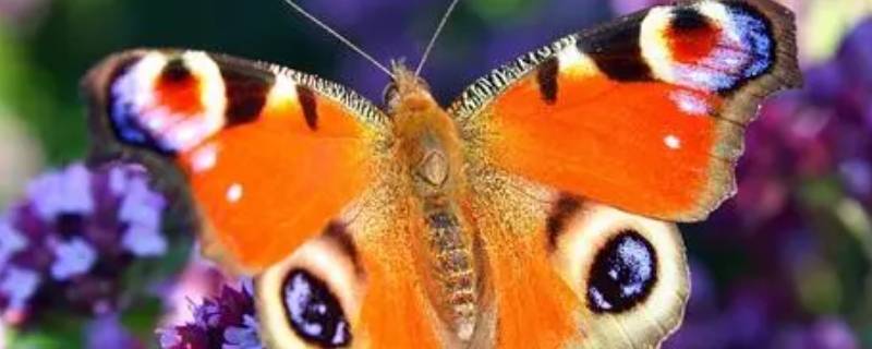 大孔雀蝶的食性 大孔雀蝶的食性昆虫记