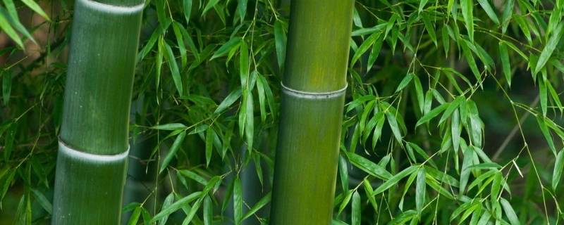 竹子头像代表什么意思（竹子做头像是啥意思）