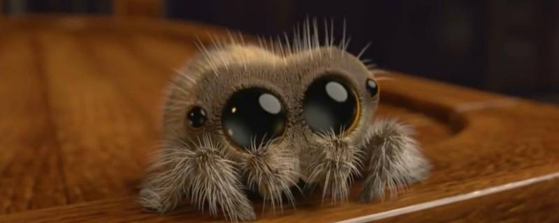 为什么小蜘蛛喜欢爬到衣服上 蜘蛛会不会爬到衣服上