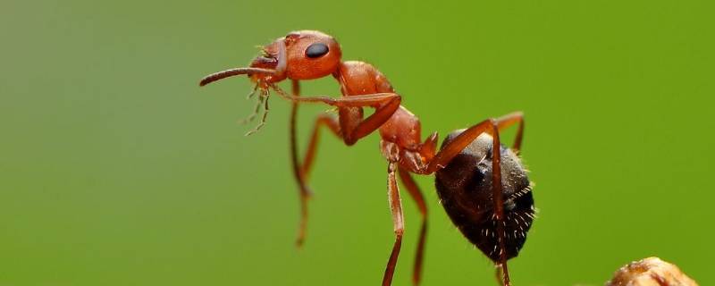 怎么消除蚂蚁 怎么消除蚂蚁的方法
