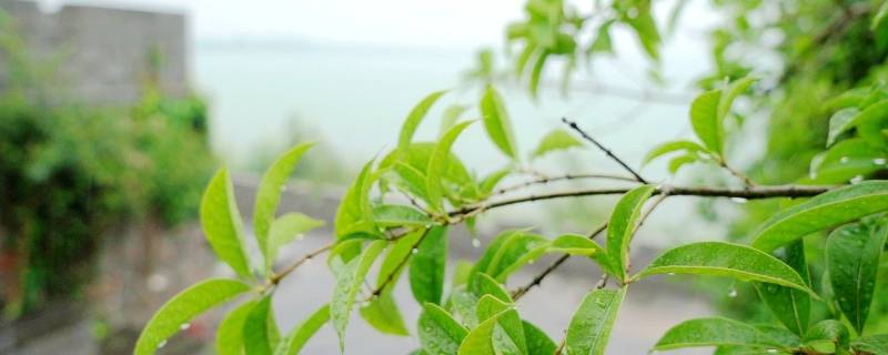 梅雨季如何防霉除湿（梅雨季怎么防潮除湿）