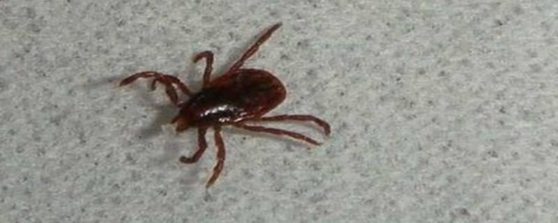 家里有虱子怎么彻底清除 怎么清除家里的虱子