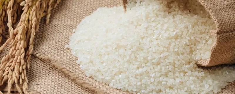 怎样防止大米生虫 怎样防止大米生虫发霉