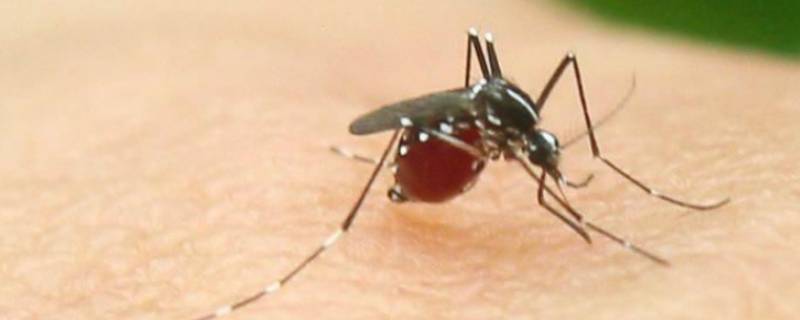 怎么灭蚊 怎么灭蚊子最有效的方法