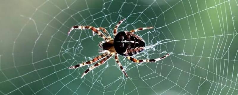 如何防止蜘蛛网再生 蜘蛛网如何彻底解决