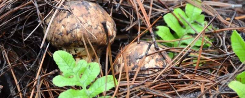 新鲜的野生菌怎么保存 新鲜的野生菌怎么保存时间长一点