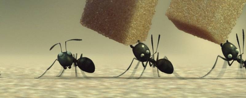 去除蚂蚁 去除蚂蚁的办法