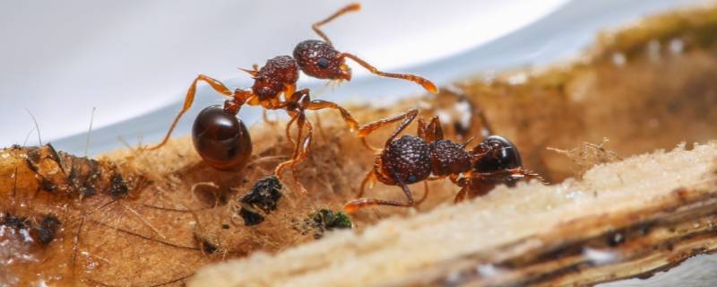 屋里有蚂蚁怎么彻底根除 屋里有蚂蚁怎么彻底根除屋里有红蚂蚁是怎么回事