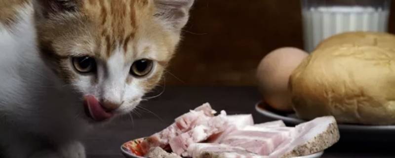 生骨肉怎么做 猫饭生骨肉怎么做