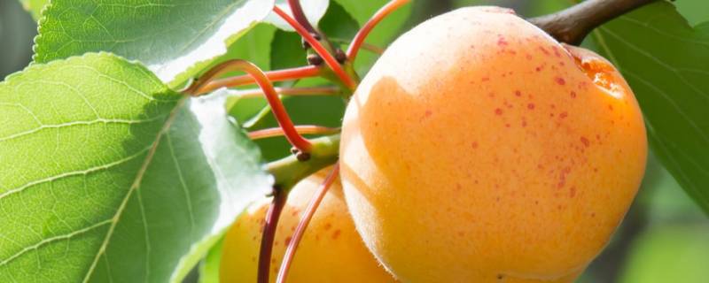 杏子冷藏可以保存多久 杏子怎么保存时间长 杏子可以放冰箱吗