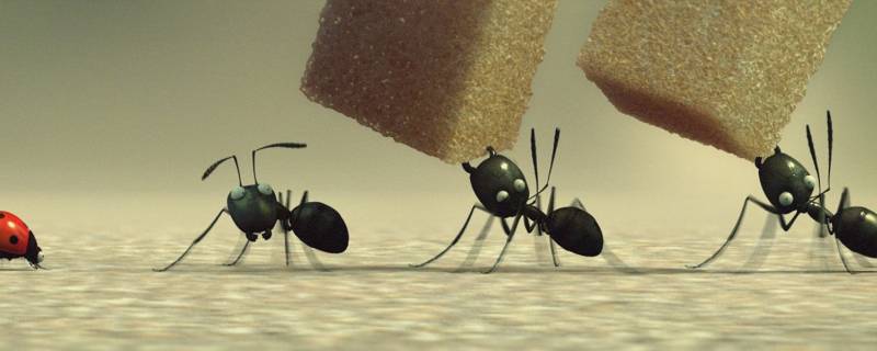 怎么去蚂蚁 怎么去蚂蚁庄园揍别人的鸡
