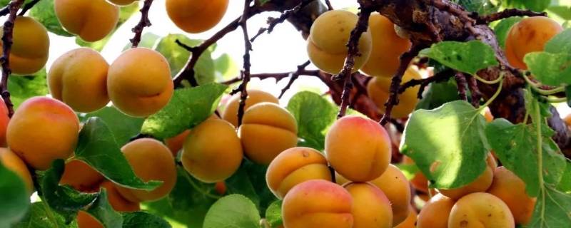 杏催熟最快方法 红杏催熟的方法