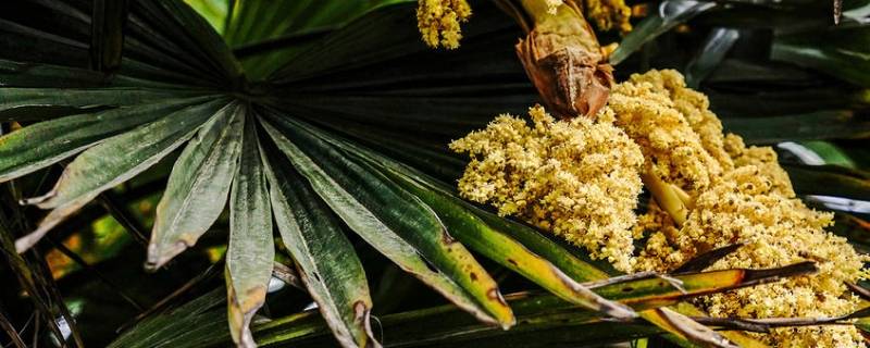 棕榈花可以吃吗 棕榈树花可以吃吗?