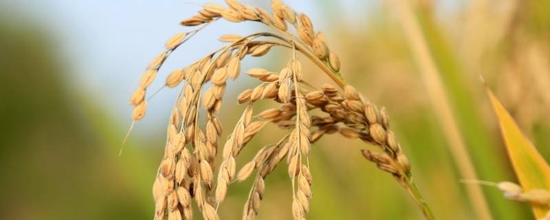 长势喜人是什么意思 长势喜人百度百科