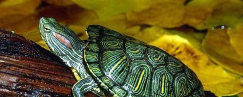 梦见乌龟是什么寓意 梦见乌龟是什么寓意?