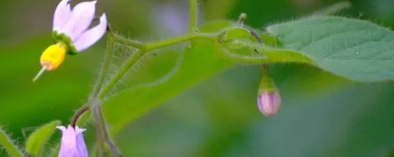 蜀羊泉的别名 蜀羊泉的别名是白英吗