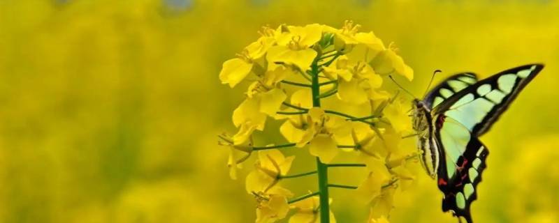 菜花的寓意和象征 油菜花的花语和寓意