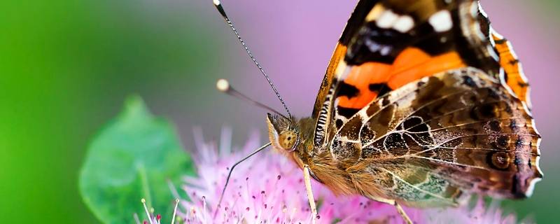 蝴蝶的寿命一般有多长 蝴蝶的寿命有多长?