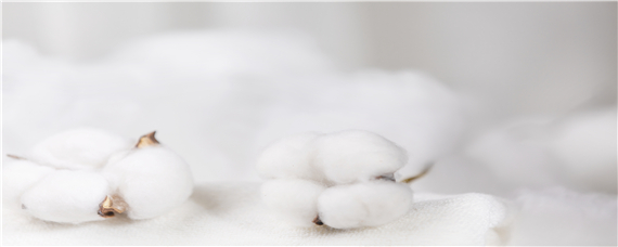 棉花是几月份开始种植 什么时间种植棉花